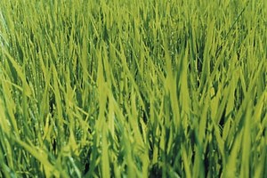 Which Grass Is Best for Your Area?
