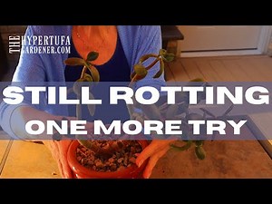 ROT or ROOT - My Final Attempt to Rescue Jade Plant - Will This Work?