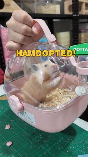 A New hamster has been adopted! For more details about the adoption, message us! Adoption is free but there is a process! | Hamdoption