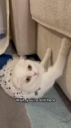 Am I cute enough to be your friend ❤️ #kikicutekitty #bestfriend #bestie #iloveyou #subscribe