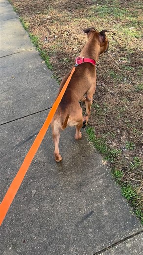 What’s up guys! Bear, is here for a six-week behavior modification program. He’s extremely reactive, to the point where he will redirect on his handler. This is footage we’d send to the handler so they can see work and feedback in real time. Neutrality is the name of the game here and we will be working toward a specific goal for Bear regarding his threshold. Make sure you follow along to see his progress! Send us a message or visit our website for inquires and details. #bearkennels #itsdeeperth