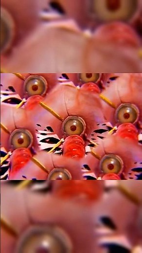 TODAY ON POWER RANGERS “Bloom of Doom”⚡️Aired 09/17/94 🌸💥🌺 #MightyMorphin #PowerRangers