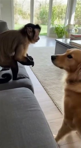 Mischievous Monkey Can't Stop Slapping Dog! Golden Retriever's Priceless Reaction 😂