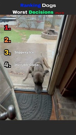 Ranking Dogs Worst Desicions
