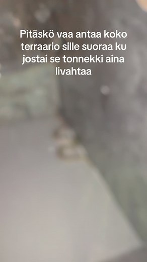 Käärme karkaa väliaikaisesta kodista – miten estää terraariosta pakeneminen