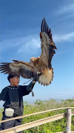 The big eagle dived sharply when it heard the call of the little Tarzan boy #animals