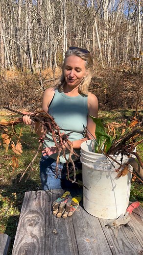 Check out this root - it's Japanese knotweed, the natural source of resveratrol you've probably heard about in supplements! Resveratrol is a plant compound (polyphenol) that's been studied for its antioxidant and anti-inflammatory properties. You'll find it in lot of our foods: 🍇 Red grapes 🫐 Blueberries 🥜 Peanuts 🍫 Dark chocolate 🍓 Other fruits and veggies Nature's pharmacy is amazing. So much of what we use in functional medicine comes from natural sources that work with our bodies! 🌍 Wh