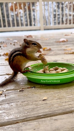 Chipmunk ASMR Sounds #reels #shorts #animals #chipmunk #pets #explore #cuteanimals #cute #wildlife