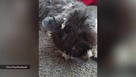 ‘What We Saw Broke Our Hearts.’ Family Mourns Cat Tortured With Hot Glue