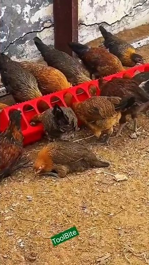 Rectangular Chicken, Duck & Goose Feeder | Durable Poultry Feeding Trough #poultryfarming