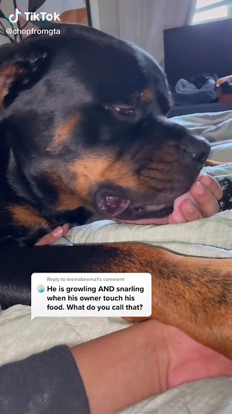 Why Do Rottweilers Growl? Understanding Their Behavior