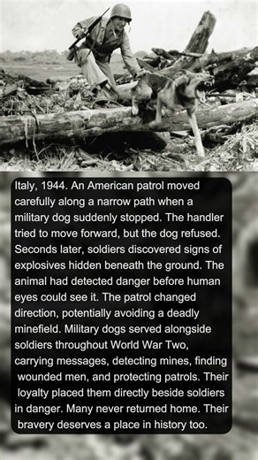 The Dog That Saved Soldiers From a Hidden Minefield | WW2