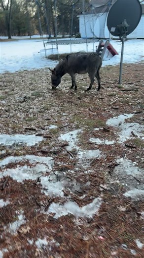 Stubborn Donkey's Farm Adventures