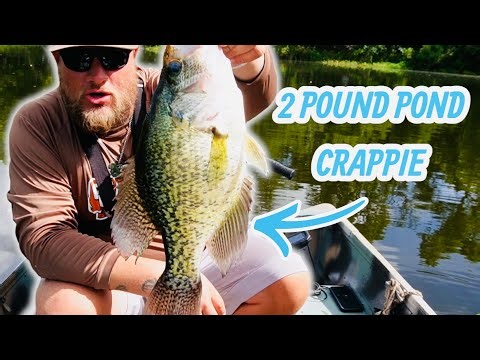 2 POUND POND CRAPPIE⁉️ THIS IS WHAT I HAVE BEEN WAITING FOR….