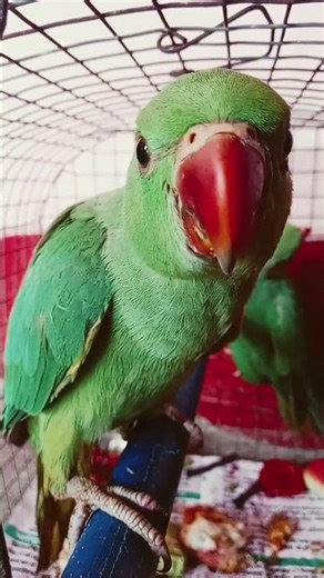 #parrot Parrot sound | Mithu mithu | Green ringneck parrot talking 🦜 #talkingparot #worldparrotday🦜🦜