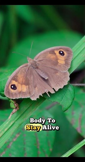 This Insect Drinks Its OWN Blood! 😱🧛