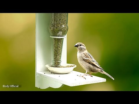 DIY Bird Feeder Homemade - Glass Bottle Recycling Idea