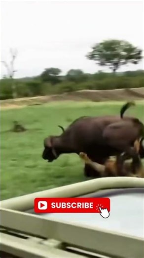 Lion HUNTING Buffalo 🦁 | Epic Predator Hunt