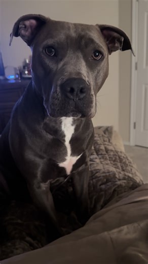 Understanding Pit Bull Behavior at Bedtime