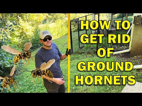 How to Get Rid of Ground Hornets FAST! (Yellowjacket Nest Removal with Sevin Dust)