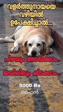 വളർത്തു നായയെ റോഡിൽ ഉപേക്ഷിച്ചാൽ ജയിലിൽ കിടക്കാം 👌🏻#dog