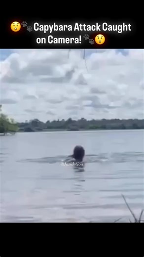 Inside Goa |  Capybara Attack Caught on Camera!  A woman filming her swim was left shocked when a capybara suddenly emerged from the water. The... | Instagram