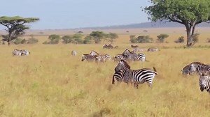 52K views · 1.3K reactions | Lion Attack On Zebra 煉 Part 4 #wild #hunting #animals | Soul | Facebook