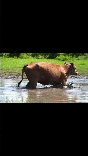 FUNNY COW DANCE 😂 │Cow Song & Cow Videos 2025 | Cow dance mix | funny dancing cow | mooing cow |moo