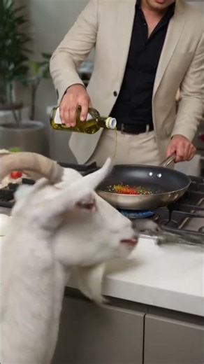 CHICKEN TIKKA🐐 Gerald the Goat — Eats paper, metal tongs, and rejects the #pinnedtweet #montyoum