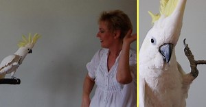 Watch Snowball The Parrot Pull Off 14 Different Dance Moves To Classic '80s Songs