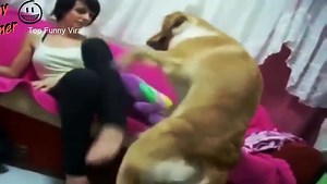 Funny videos - Best 10 animals mating fails moments Try NOT to laugh 2015 - video Dailymotion