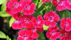 How to Prune Sweet William for Maximum Blooms: 3 Steps Guide