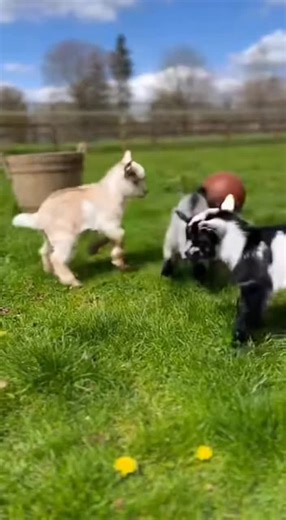 #cute #animal #fyp #goat #farm