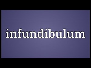 Infundibulum Meaning