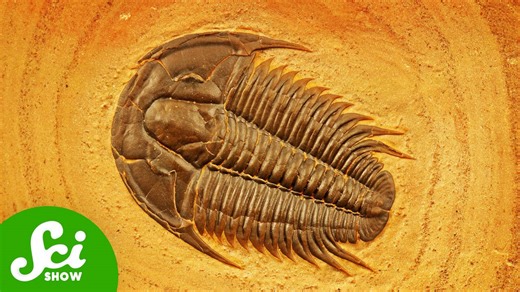 We've been collecting this fossil for 15,000 years