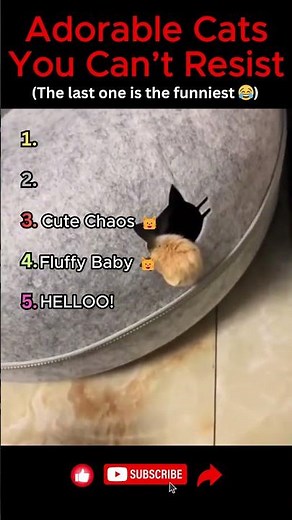 Adorable Cats You Can’t Resist 😻 | Cutest Cat Moments Ever 🐱❤️