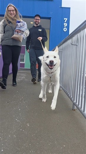 A lot of you have been invested in Danimal's story. This sweet boy arrived at MARL in December with a massive untreated and infected growth on his back end. After promptly getting it removed, the biopsy results eventually came back with the happy news that Danimal is cancer-free! Today, sweet Dan embarked upon a new chapter in life as he left the shelter and went off to his forever home. 💙 We'll all miss having Danimal's contagiously positive personality light up our day, but we're so incredibl