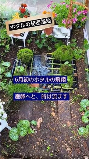 ✨蛍を卵から育て/飛翔への準備/ホタルの秘密基地