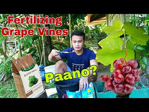 How to fertilize grape vines at home