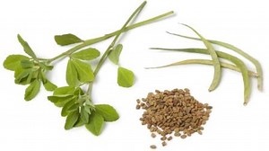 Fenugreek (Methi) Uses, Dosage, Side Effects, Research