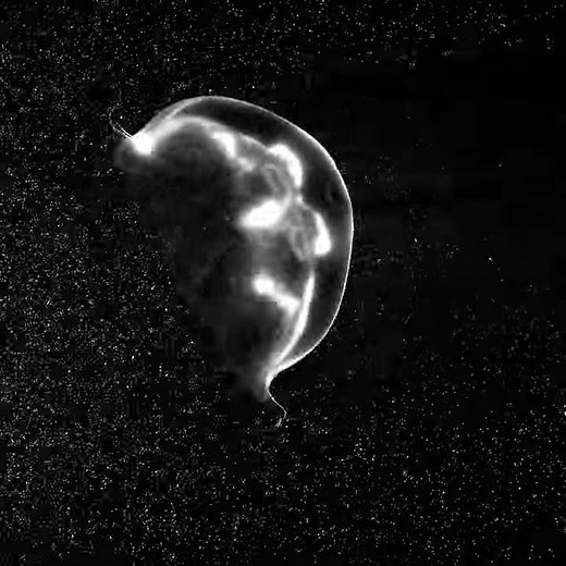 Aurelia aurita (moon jellyfish) locomotion