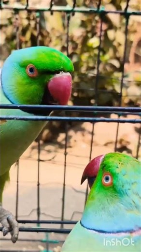 Meet the Smartest Parrot: Watch It Mimic Sounds and More!