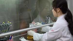 Measuring the Effects of Bacteria and Chemicals on the Intestinal Permeability of Caenorhabditis elegans