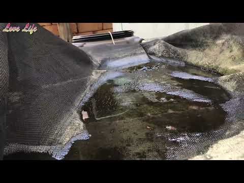Aquaponics Farm Tour: How Fish & Plants Work Together (Full Biological Cycle Explained!)
