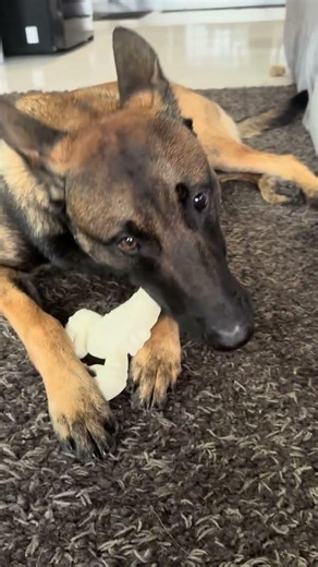 Our Malinois, Charlie. Charlie loves it.