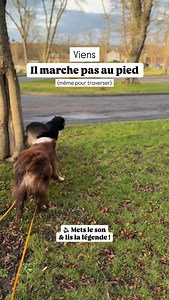 Ton chien n’a pas besoin de marcher au pied pour être à ton écoute et en sécurité. Ça demande un peu d’anticipation… ➡️ je fais ma demande en tenant compte de la longueur de ma laisse et de la distance qui me sépare du bord de la route. C’est la garantie de la sécurité si un paramètre n’est pas maîtrisé et je sais que personne ne se retrouve sur la route par inadvertance. … une gestuelle claire… ➡️ je ralentis bien avant d’arriver près de la route, je m’arrête plusieurs fois si nécessaire pour e