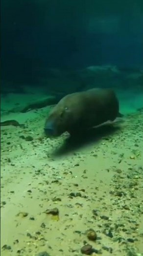 Capybara running in water #capybara #cute #fyp