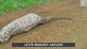 Mitarbeiter müssen sich jetzt um den vollgefressenen Python kümmern. | DER SPIEGEL