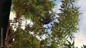 Long-tailed howler monkey moves through the branches of a tree to feed, in Tortuguero, Costa Rica.