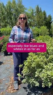 Variegated Pittosporum